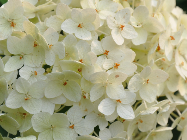 Обои картинки фото цветы, гортензия