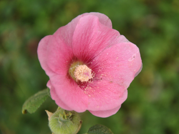 Обои картинки фото цветы, мальвы