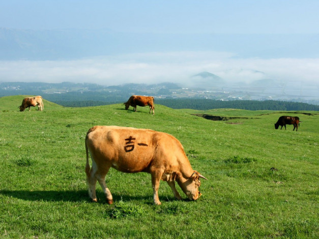 Обои картинки фото животные, коровы, буйволы