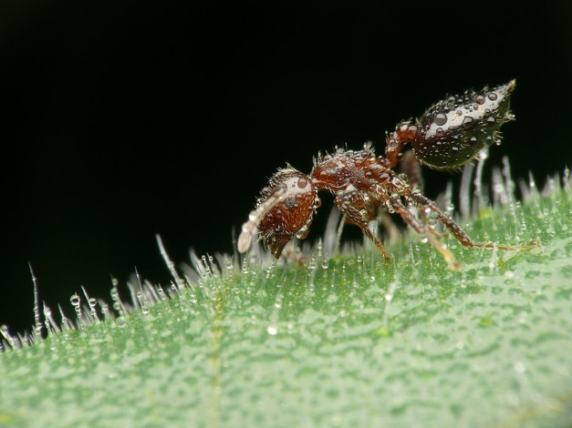 Обои картинки фото животные, насекомые