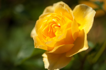 Картинка цветы розы желтый