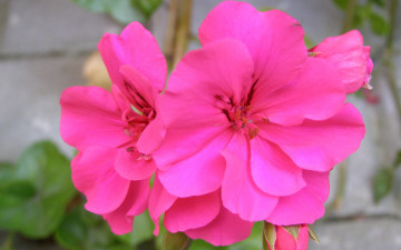 Картинка цветы герань розовый