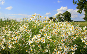 Картинка цветы ромашки небо деревья