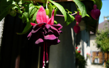 Картинка фуксия цветы фиолетовый розовый