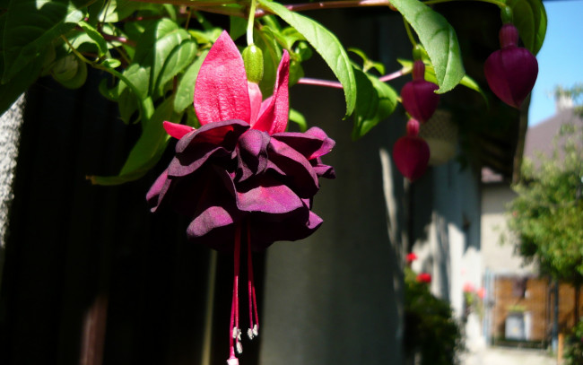 Обои картинки фото фуксия, цветы, фиолетовый, розовый