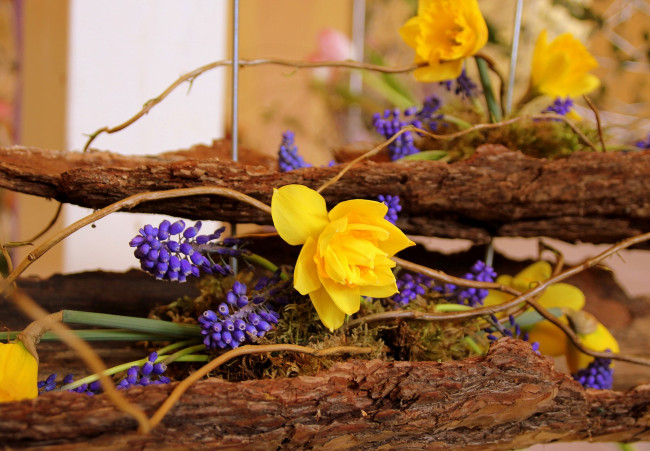 Обои картинки фото цветы, букеты, композиции, мускари, нарциссы