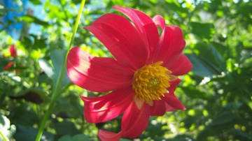 Картинка цветы георгины солнечно красный зелень