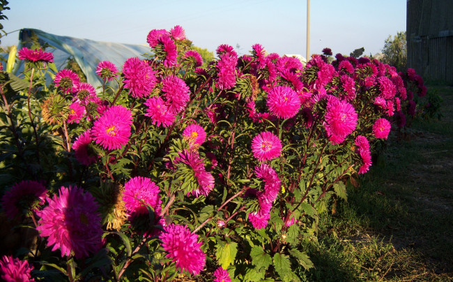 Обои картинки фото цветы, астры, алые