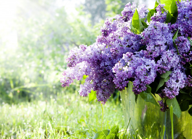 Обои картинки фото цветы, сирень, букет