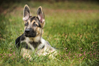 Картинка животные собаки собачка