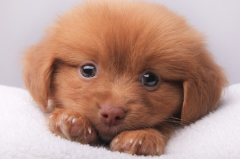 Картинка животные собаки собачка