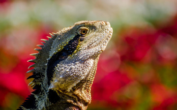 Картинка животные Ящерицы +игуаны +вараны боке чешуя ящерица