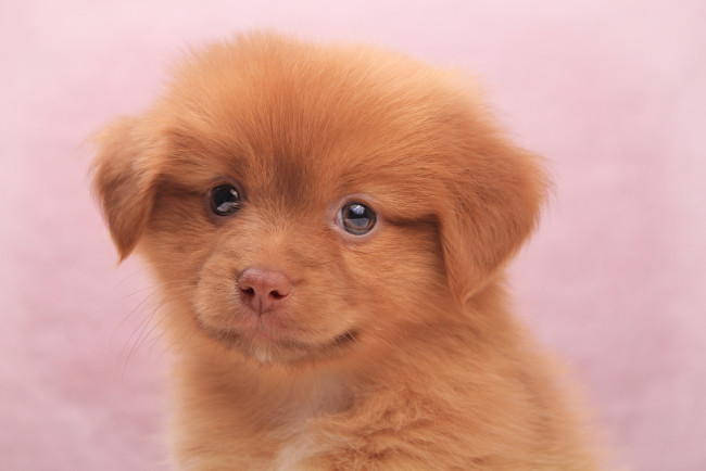 Обои картинки фото животные, собаки, собачка