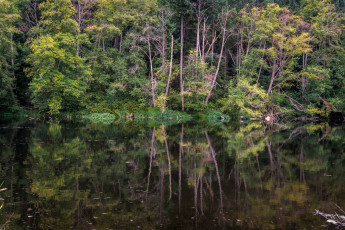 Картинка природа реки озера река лес