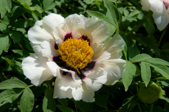 Картинка цветы пионы лепестки пион макро