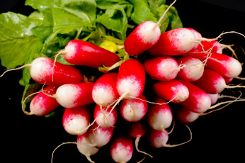 Картинка еда редис +репа +редька