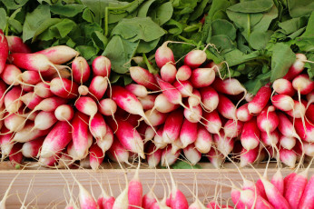 Картинка еда редис +репа +редька урожай