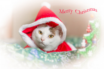 Картинка животные коты взгляд капюшон кошка