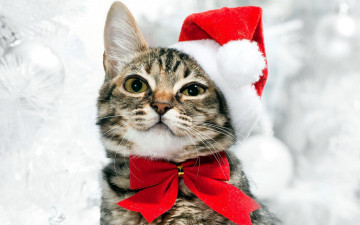 Картинка животные коты бант кошка кот шапка колпак