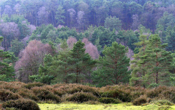 Картинка природа лес сосны