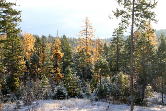 Обои картинки фото природа, лес, ельник