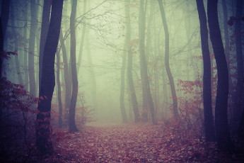 Картинка природа лес туман осень