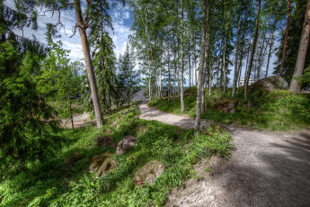 Картинка природа лес простор