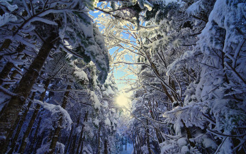 Картинка природа лес снег деревья