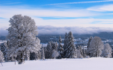 Картинка природа зима снег деревья