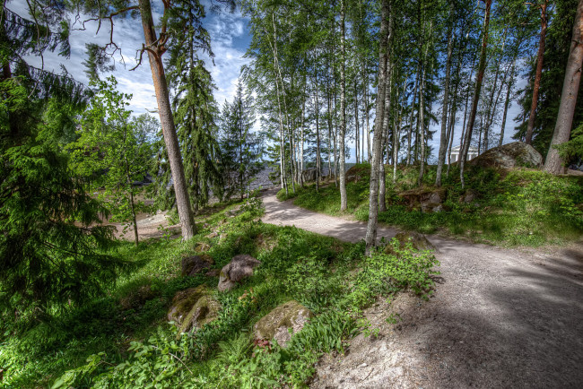 Обои картинки фото природа, лес, простор