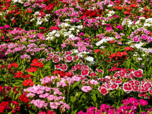 Картинка цветы гвоздики шабо