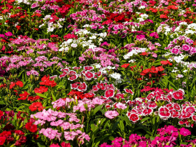 Обои картинки фото цветы, гвоздики, шабо