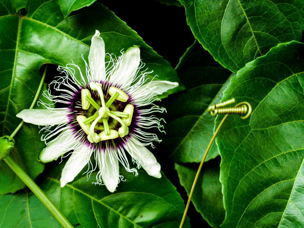 Обои картинки фото цветы, пассифлора, страстоцвет