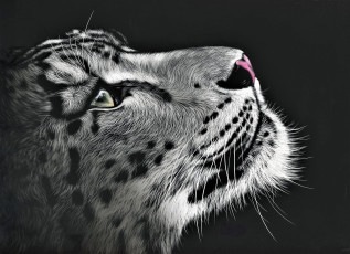 Картинка рисованное животные +барсы снежный барс ирбис голова взгляд