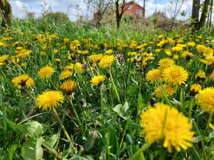 Картинка цветы одуванчики