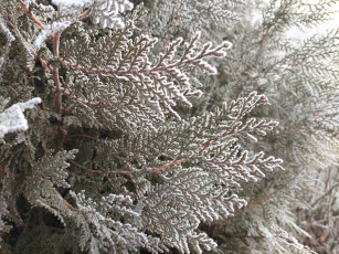 Картинка природа листья иней