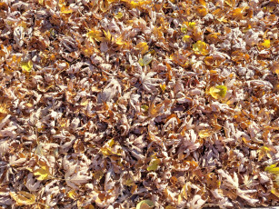 Картинка природа листья осень