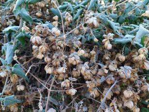 обоя природа, шишки,  жёлуди,  каштаны, хмель