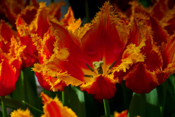 Картинка цветы тюльпаны