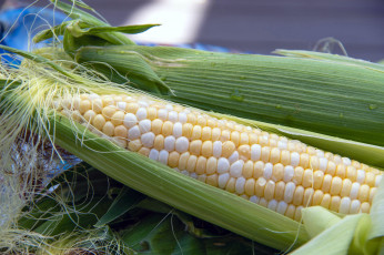 обоя еда, кукуруза, початок