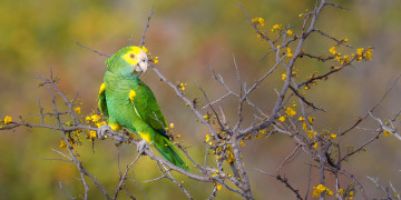 Картинка животные попугаи попугай