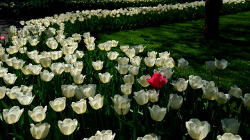 Картинка цветы тюльпаны