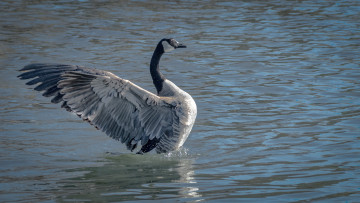 Картинка животные гуси гусь
