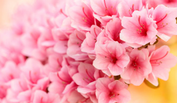 обоя цветы, рододендроны , азалии, розовые