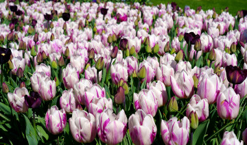 Картинка цветы тюльпаны