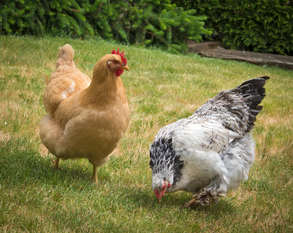 Обои картинки фото животные, куры,  петухи
