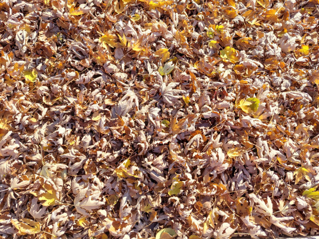 Обои картинки фото природа, листья, осень