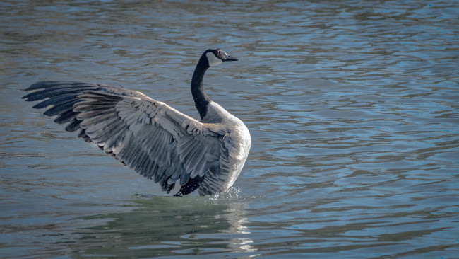 Обои картинки фото животные, гуси, гусь