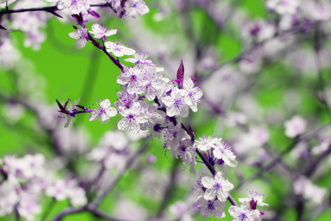 Обои картинки фото цветы, цветущие деревья ,  кустарники, слива