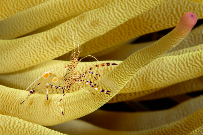 Обои картинки фото животные, морская фауна, креветка